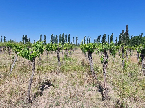 Imagen 9 de 15 de 4,2 Has Con Casa Patronal Y Viñedos