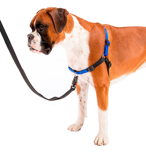 Peitoral Coach Reforçado Para Cachorros - G/gg - Ferplast