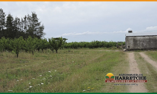 Campo Venta 50 Has Juanico, Casa, Galpones