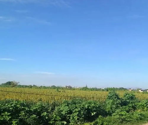 Se Venden 10 Hectáreas Irapuato Gto