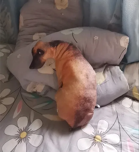 Almohada De Perro Simulaci n 3d Almohada De Peluche Shapi Al