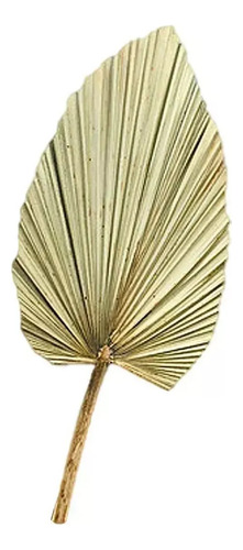 4p Decoração Folhas Desidratada Palmeira Secas Leque