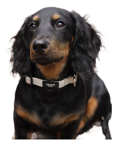 Collar Perro