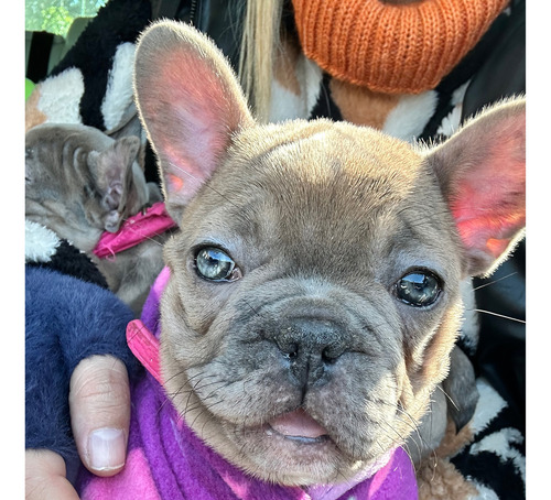 Bulldog Francés Hembrita Lilac Merle Ojos Celestes
