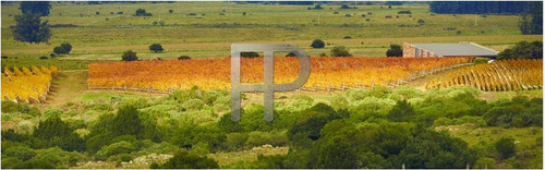 Imagen 3 de 6 de Campo En Venta Pueblo Edén 5 Hectáreas