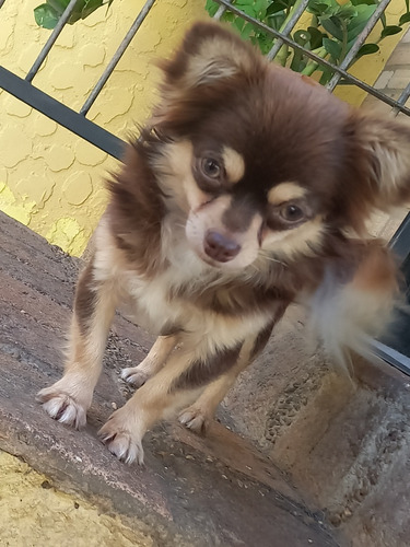 Chihuahua Macho Para Monta