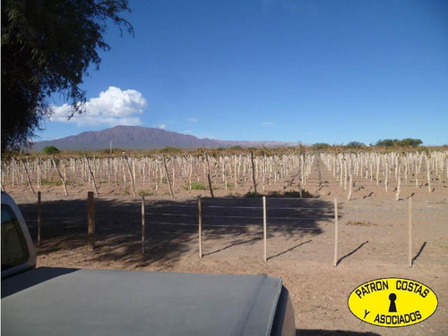Imagen 14 de 22 de 2054hp-24000 Has Molinos Con Riego