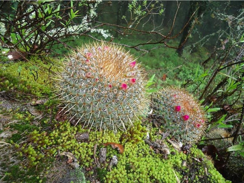 Imagen 10 de 12 de Terreno En Venta ¡todas Las Bondades Y Magestusidad Del Bosque A Tu Alcance! Lotes A Crédito