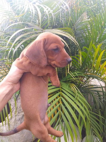 Vendo Cachorro Teckel Salchicha