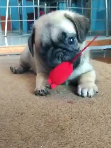 Pug Carlino Hembra 