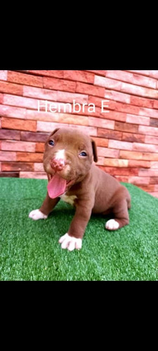 Imagen 6 de 7 de Cachorros Pitbull