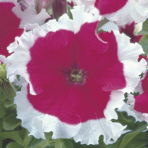 Petunia Guinda Frost 20 Semillas Pequeñitas  Sdqro2