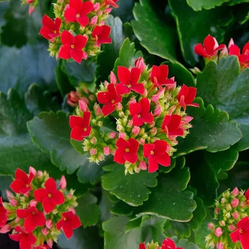 Kalanchoe Blossfeldiana Envío Gratis Caba En Maceta 10