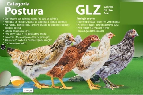 12 Ovos Azuis De Galinha Glz Poedeiras