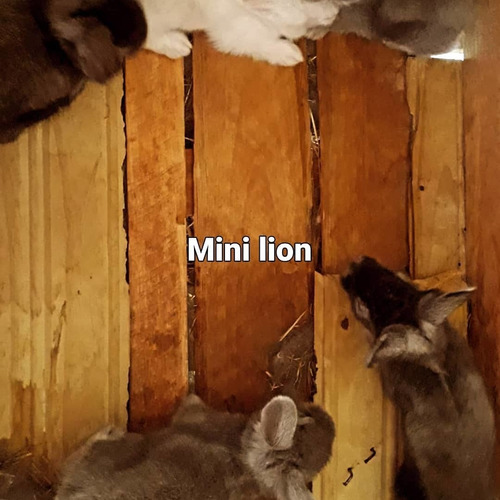 Imagem 2 de 3 de Coelho Mini Lop E Mini Lion