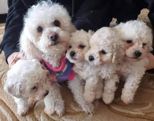 Poodle Minitoy
