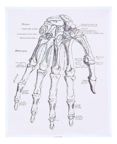 Anatomía Abstracta Tabla De Anatomía Humana