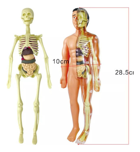 Kit Científico De Anatomía Del Torso, Modelo De Cuerpo Human