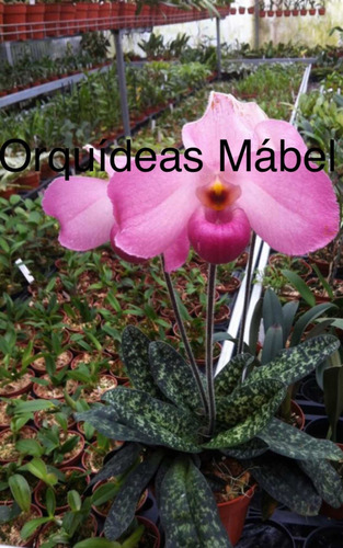 Imagen 10 de 10 de Orquídeas Paphiopedilums O Zapatitos