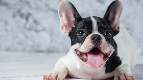 Bull Dogue Francês Filhotes Lindíssimos