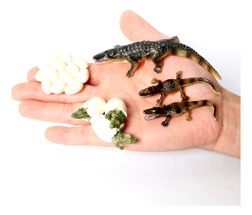Figura De Ciclo De Vida Cocodrillo