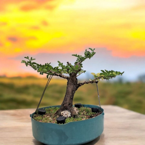 Pre Bonsai Mini Limão Chinês