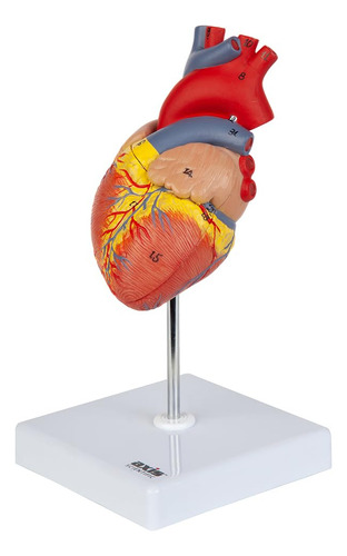 Modelo De Corazon 34 Estructuras, 2 Partes Con Base