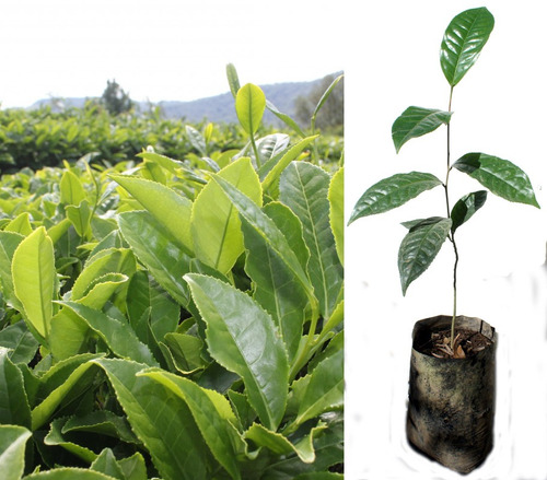 La Planta De Té Camellia Sinensis Venta En Ecuador