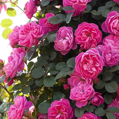Imagen 7 de 9 de Rosa Trepadora, Rosal Perfumado 15lts