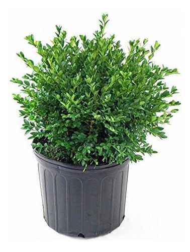 Buxus Micro Jap Green Velvet Boxwood Evergreen 2 Contenedor