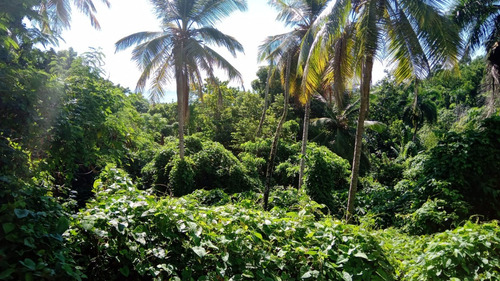 Hermoso Y Amplio Terreno Al Lado Del Hotel Bahia Principe Cayacoa En Samana.