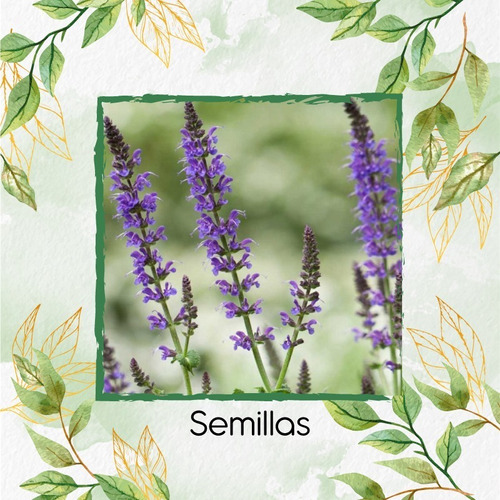 1.000 Semillas Orgánicas De Salvia Hispánica