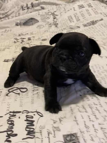 Buldogue Francês Macho - Pedigree Cbkc