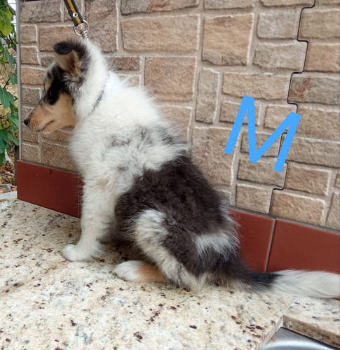 Imagen 3 de 10 de Cachorros Rouh Collie Color Blue Merle - En Cuotas!