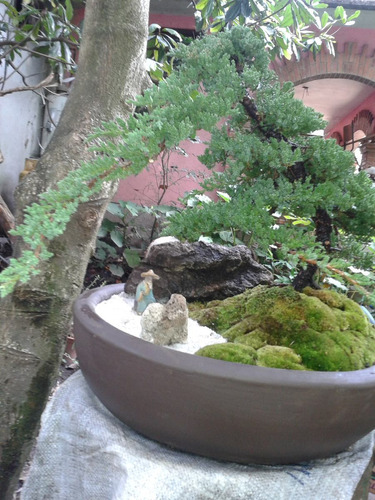 Arboles En Miniatura (bonsai) Varias Especies.