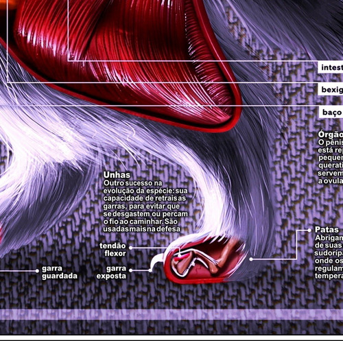 2 Poster 60x90cm Anatomia Animal Cães Gatos Veterinária