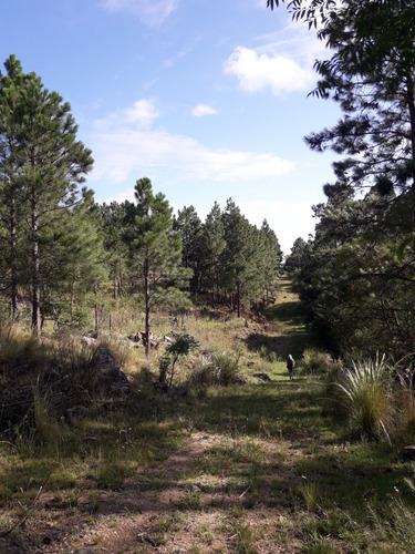 Imagen 4 de 11 de Campos En Venta Sobre Ruta Villa General Belgrano Cordoba