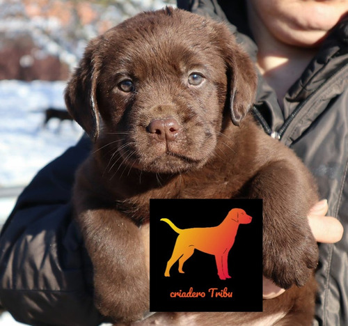 Increibles Labrador Puros - Criadero Tribu