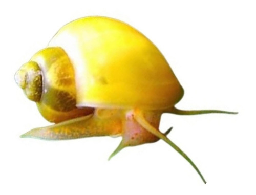 Ampularia / Curbicula / Caramujo (pomacea Diffusa) 1 Unidade