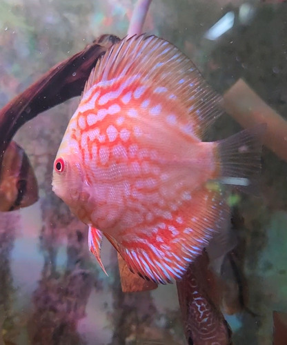 Pez Disco Discus Red Map 6 Cm Importado Rojo