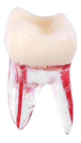 Imagen 4 de 10 de Molar Para Práctica Endodoncia Enseñanza Santiago