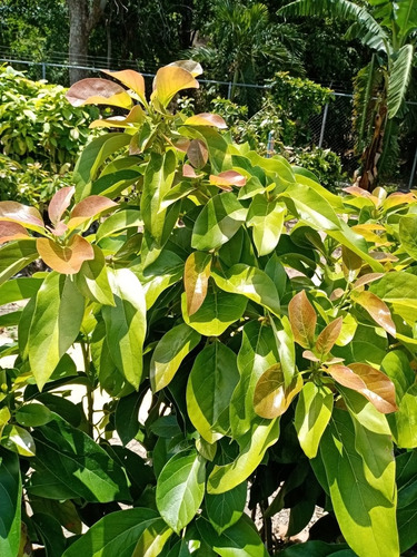 Plantas De Aguacate Injertado Cultivar Pollock, Choquette