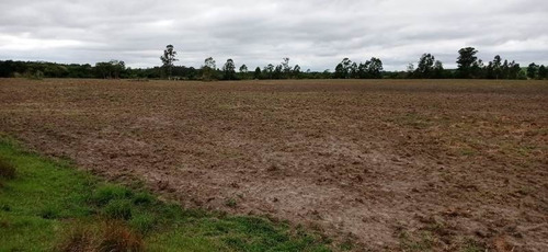 Imagem 13 de 29 de Fazenda 155 Alqueires, Terra Fértil, Rica Em Água Com Rio, 120 Alqueires Para Lavoura, 20 Alqueires Em Eucalipto, Casa Sede, Casa Caseiro, Curral - Fa00262 - 70837159