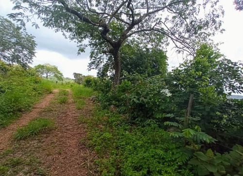 Imagen 26 de 30 de Vendo Finca En Tocuyito Vía Cachinche ( Dt )
