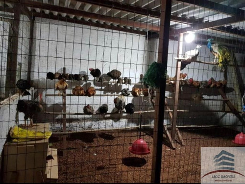 Imagem 4 de 12 de Granja A Venda Em Boa Esperança, Parnamirim