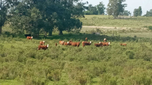 12 Hás. Agrícolas En Puntas De Solis A 250 Mts. Ruta 8
