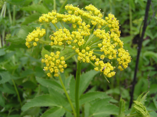 Chirivia Cherovia Pastinaca Sativa Sementes Para Mudas