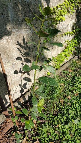 Planta De Laurel (comestible)