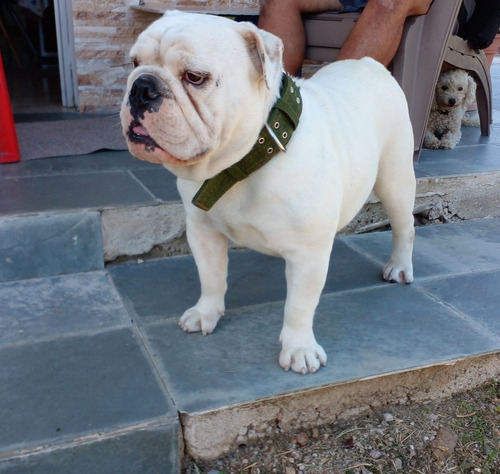 Imagen 5 de 6 de Bulldog Ingles Cachorros