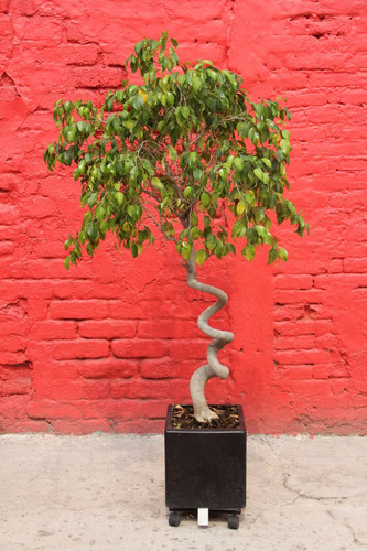 Árbol Ficus, Con Maceta De Fibra De Vidrio Y Base Con Ruedas